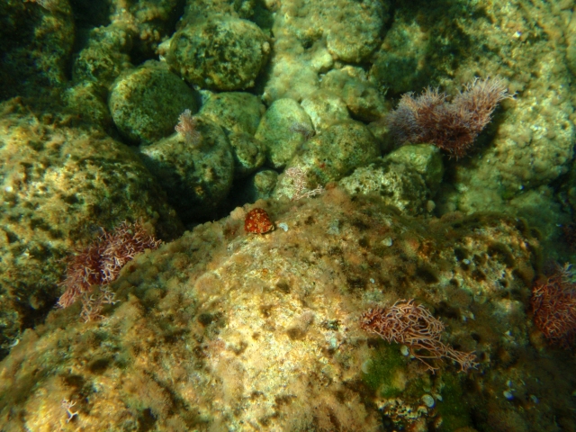 Descubre los fondos marinos